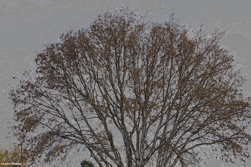 Tree artistic by larrysphotos