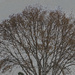 Tree artistic by larrysphotos