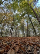 30th Oct 2022 - Autumn in the forest is magical