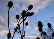 28th Oct 2022 - Teasels