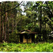   Little House in the Bush ~  by happysnaps