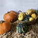pumpkins  by kametty