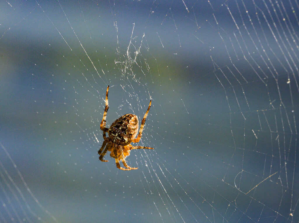 Spider and Web  by theredcamera