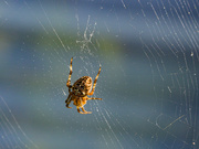 31st Oct 2022 - Spider and Web 