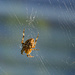 Spider and Web  by theredcamera