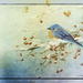 Bluebird by lstasel