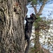 Black Squirrel  by elainepenney