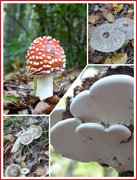 31st Oct 2022 - Fungus Finds