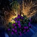 Magical flower lighting by congaree