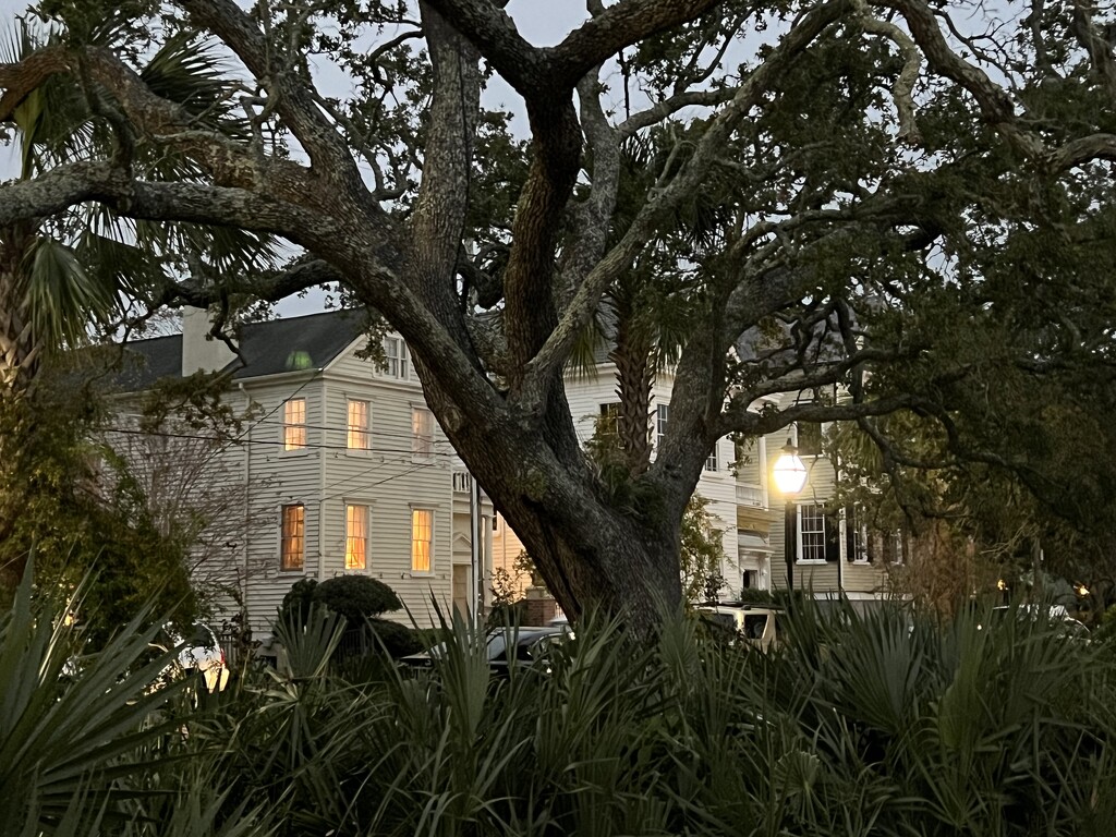 Live oak and old houses, early evening  by congaree