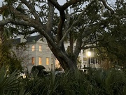 1st Nov 2022 - Live oak and old houses, early evening 