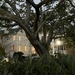 Live oak and old houses, early evening  by congaree