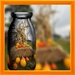 Pumpkins in a Bottle by radiogirl