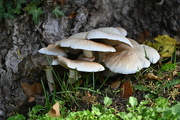 1st Nov 2022 - Fungi