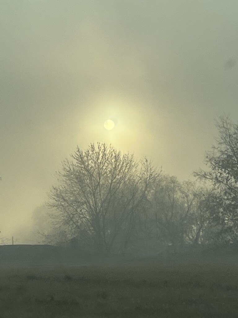 Morning fog by pennyrae