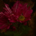 Chrysanthemums..... by ziggy77