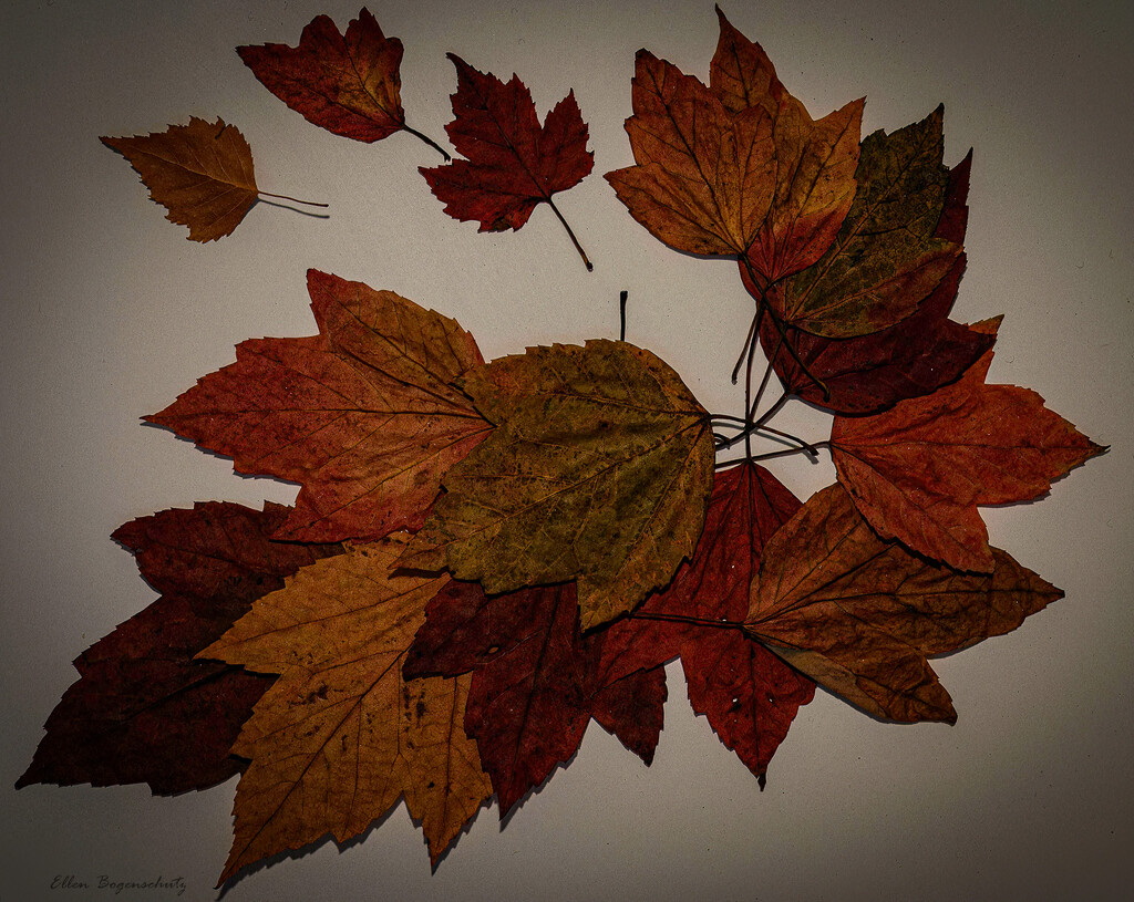 Leaf flat lay by theredcamera