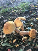 31st Oct 2022 - More fungi!