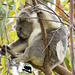 I can sleep anywhere ... by koalagardens