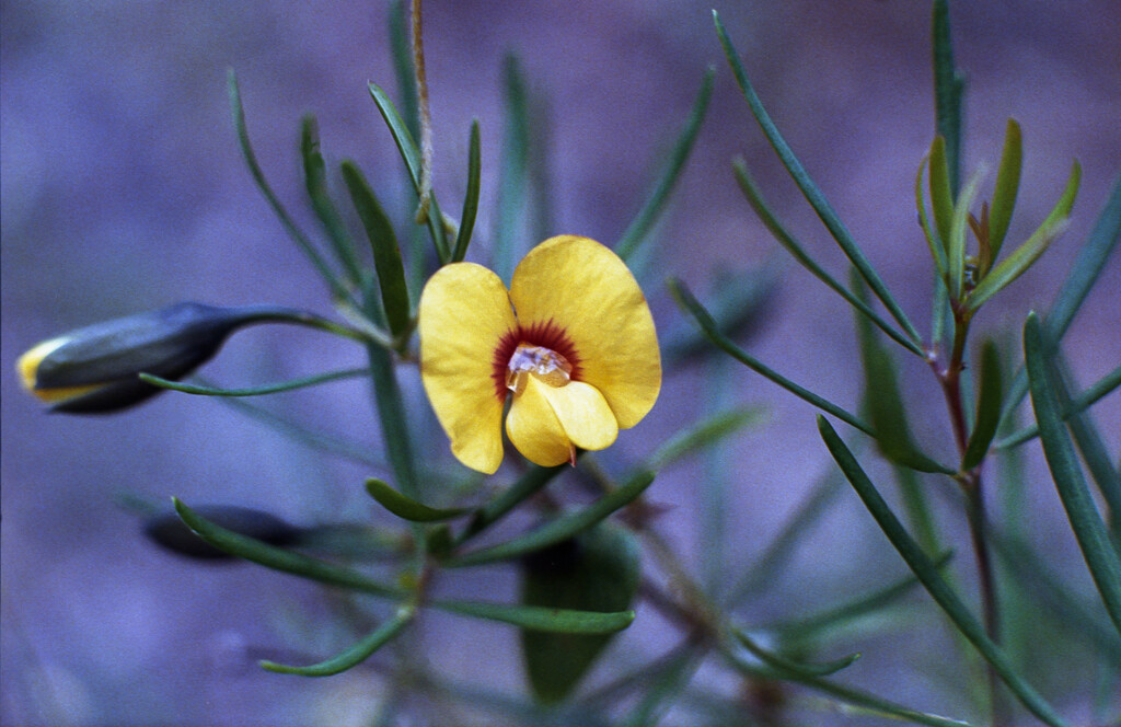 Parrot-pea by peterdegraaff