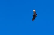 1st Nov 2022 - Turkey Vulture 