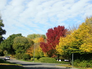16th Oct 2022 - More local Autumn colours