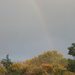 Rainbow and foliage by speedwell