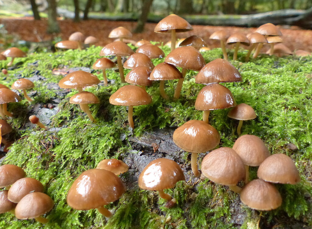 A little Forest of Fungi by judithdeacon