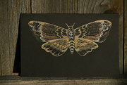 31st Oct 2022 - Death Head Moth Drawing