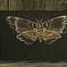 Death Head Moth Drawing by metzpah