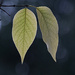 Two leaves by fayefaye