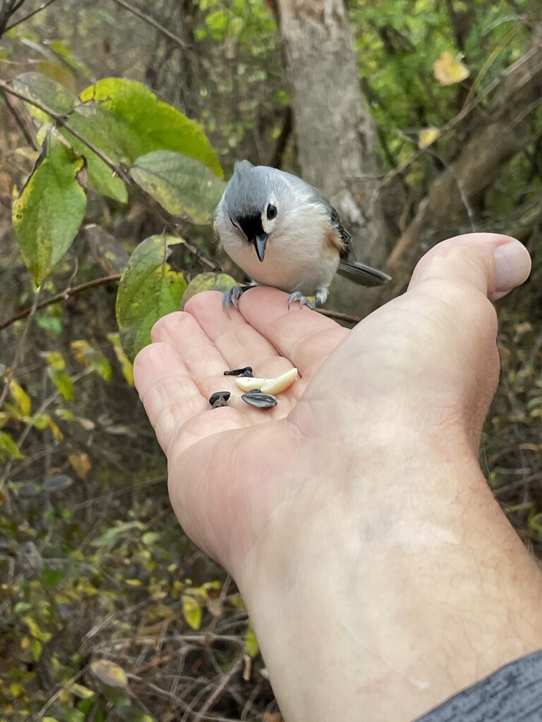 Tufted Titmouse Handfed by cwbill