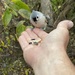 Tufted Titmouse Handfed by cwbill