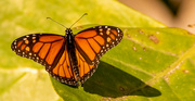 1st Nov 2022 - Monarch Butterfly!