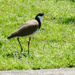 Masked Lapwing by onewing
