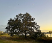 2nd Nov 2022 - Lone oak and moon