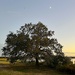 Lone oak and moon by congaree