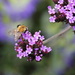small bee on purple verbena  by quietpurplehaze