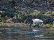2nd Nov 2022 - Spoonbill and its companion