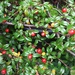 Cotoneaster. by grace55