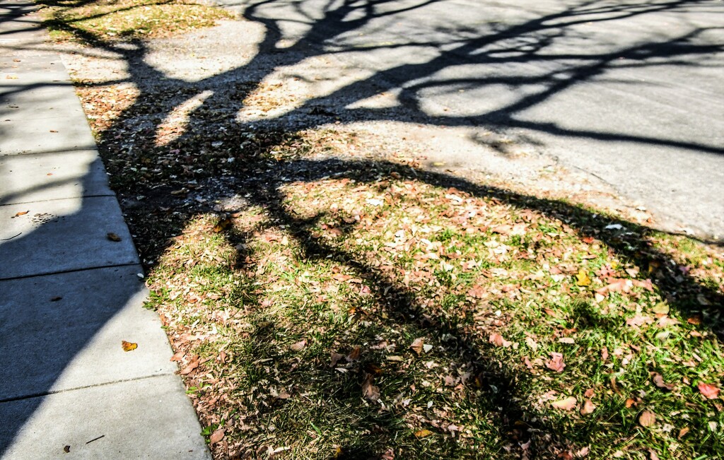 Tree Shadow by kareenking