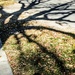 Tree Shadow by kareenking