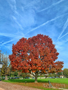 1st Nov 2022 - Autumn tree. 