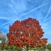 Autumn tree.  by cocobella