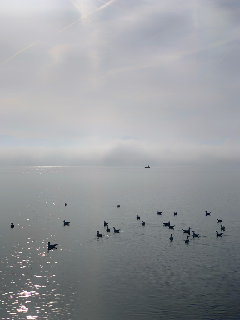 Seagulls on grey lake.  by cocobella