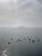 2nd Nov 2022 - Seagulls on grey lake. 