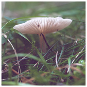 2nd Nov 2022 - forest funghi