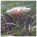forest funghi by cam365pix