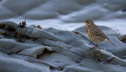 2nd Nov 2022 - Meadow Pipit