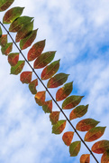 2nd Nov 2022 - Crepe Myrtle Branch